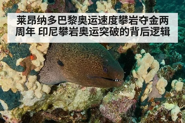 莱昂纳多巴黎奥运速度攀岩夺金两周年 印尼攀岩奥运突破的背后逻辑